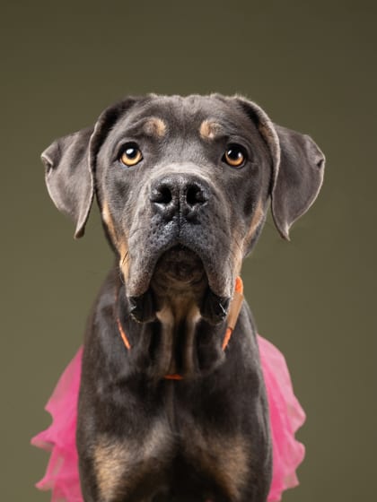 Photo of Stormee, adoptable dog in Atlanta, Georgia