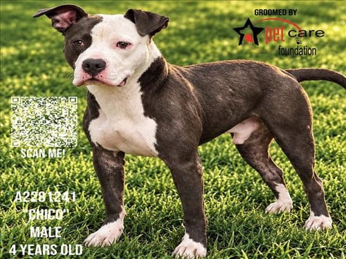 Photo of Chico, adoptable Pit Bull Terrier in Los Angeles, California