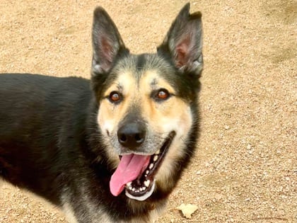 Photo of Francis, adoptable dog in Georgetown, Texas