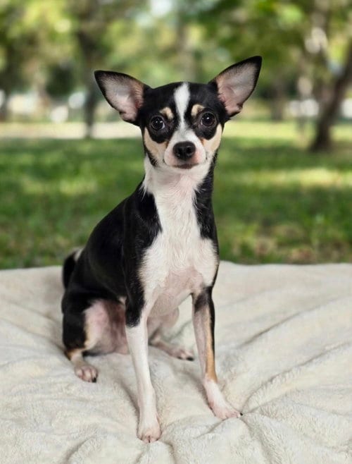 Photo of Benji, adoptable Chihuahua in Newark, Delaware