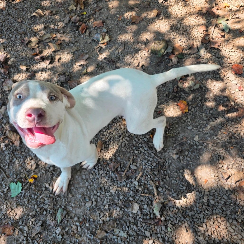 Photo of Adrian (Lola Pup 6), adoptable Hound / Mix