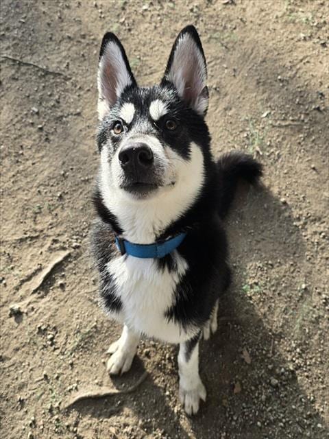 Photo of Alvin, adoptable Siberian Husky in Riverside, California