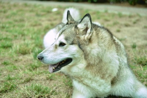 Photo of Luna, adoptable Alaskan Malamute in Seattle, Washington
