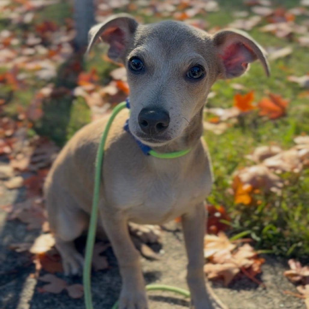 Photo of Biscuit, adoptable Chihuahua / Mixed Breed (Small) in Newberg, Oregon
