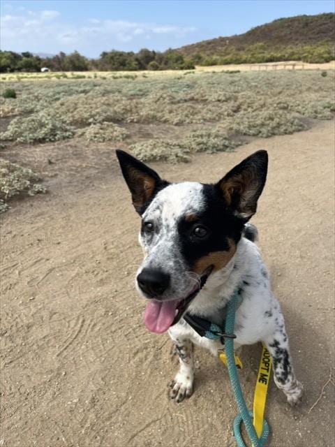Photo of Oreo, adoptable Queensland Heeler in Lompoc, California