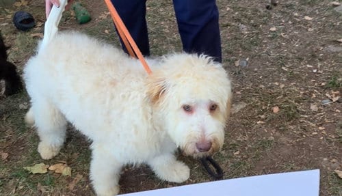 Photo of Oscar, adoptable Golden Retriever in Tenafly, New Jersey