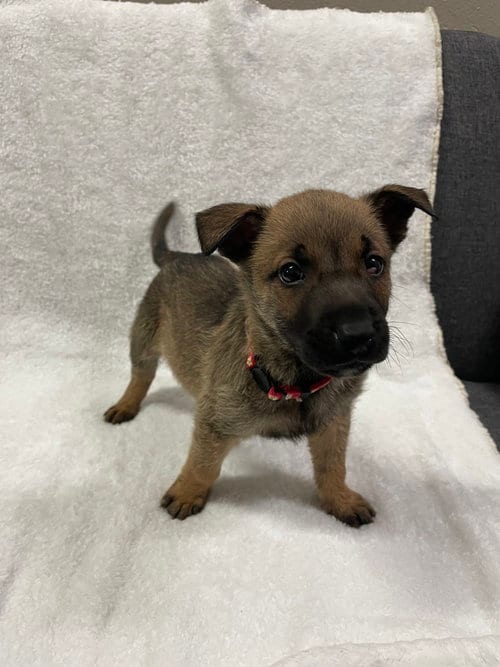 Photo of Hallowed Harvest - Cushaw - Located in Florida, adoptable Belgian Shepherd Malinois in Imlay City, Michigan