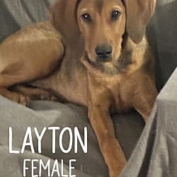 Photo of Layton, adoptable Hound (Unknown Type) in East Hartford, Connecticut