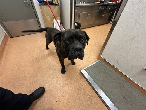 Photo of Rocky, adoptable Cane Corso Mastiff in Martinez, California