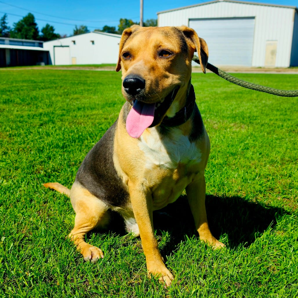 Photo of Dodge, adoptable Retriever, Black Labrador in Tipton, Iowa
