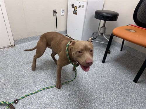 Photo of RU, adoptable American Pit Bull Terrier in Garland, Texas