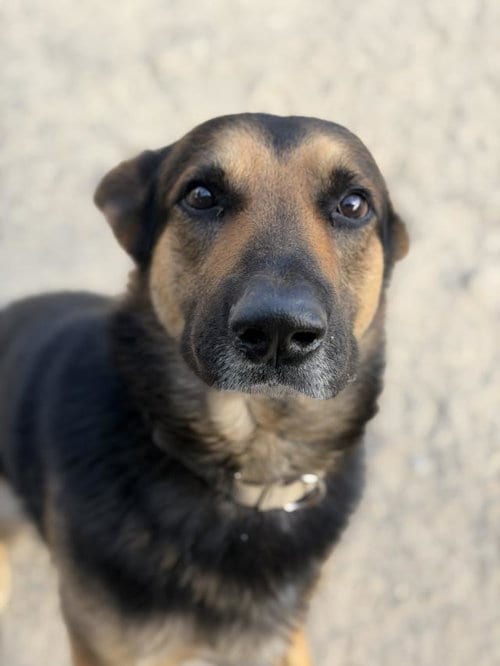 Photo of Dexter, adoptable German Shepherd Dog in Lompoc, California