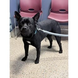 Photo of Bengie, adoptable Terrier (Unknown Type, Medium) in Doral, Florida