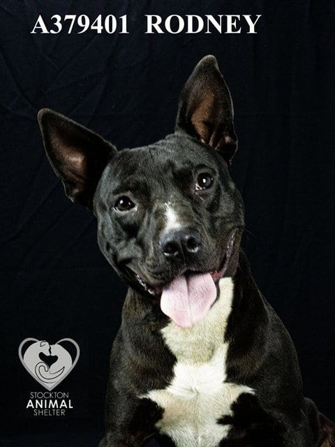 Photo of Rodney, adoptable Pit Bull Terrier in Stockton, California