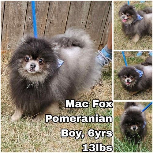 Photo of Mac Fox, adoptable Pomeranian in Federal Way, Washington
