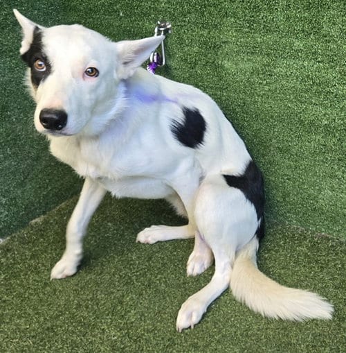 Photo of Donovan, adoptable Australian Cattle Dog/Blue Heeler in Lancaster, California