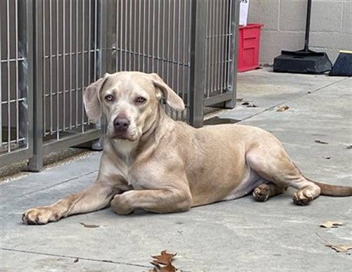 Photo of Selena, adoptable Labrador Retriever in Clyde, North Carolina