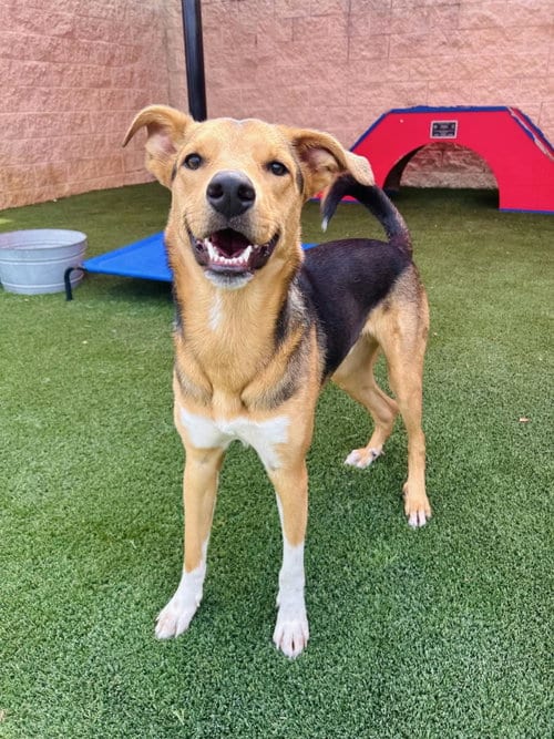 Photo of Leo, adoptable Hound in Rockwall, Texas