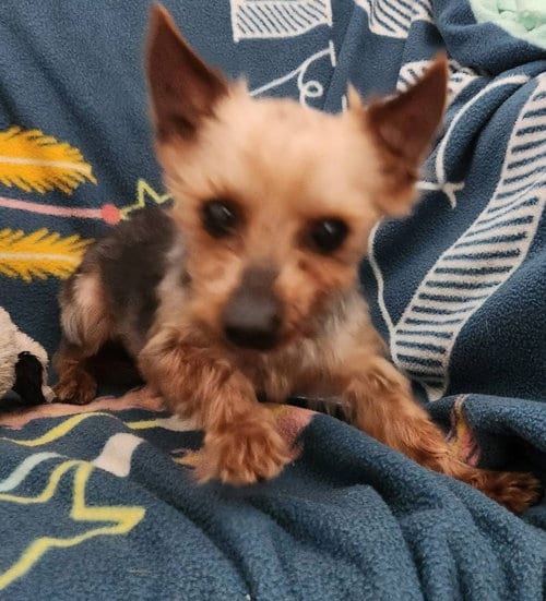 Photo of IHsrper, adoptable Yorkshire Terrier Yorkie in Smithfield, Pennsylvania