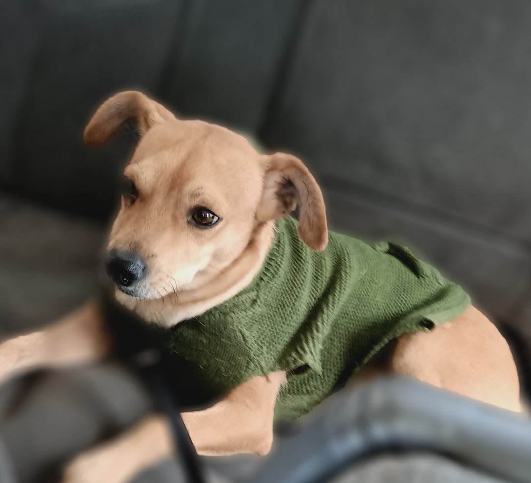 Photo of Tank, adoptable Chihuahua in Kempner, Texas