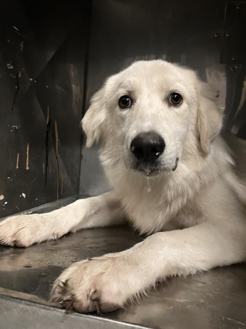 Photo of Muffin, adoptable Mixed Breed