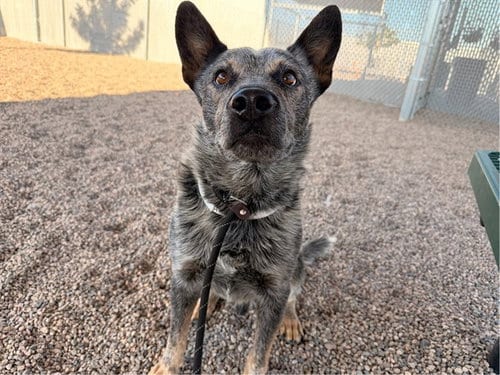 Photo of Jaxon, adoptable Australian Cattle Dog/Blue Heeler in Mesa, Arizona