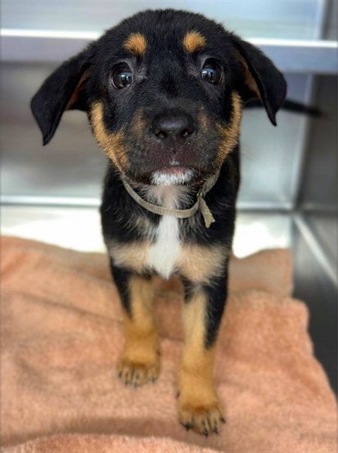 Photo of Cherry, adoptable German Shepherd Dog in Agoura, California