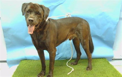 Photo of Panther, adoptable Labrador Retriever in Baldwin Park, California