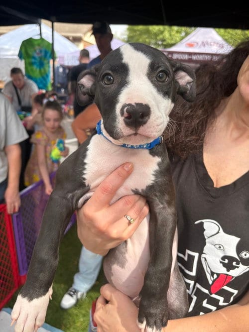 Photo of Spider-Man (Marvel 7), adoptable Pit Bull Terrier in Wenonah, New Jersey