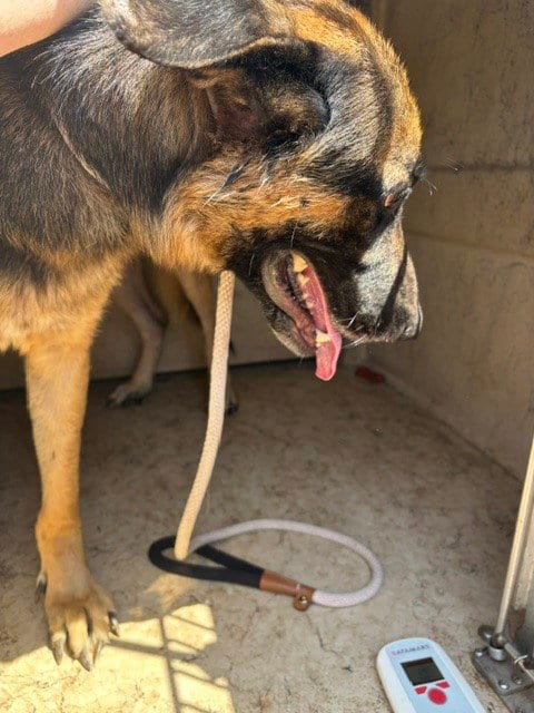Photo of Max, adoptable German Shepherd Dog in Oklahoma City, Oklahoma