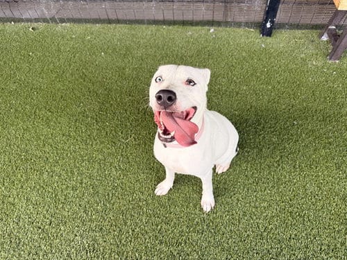 Photo of Suga Mamma, adoptable American Staffordshire Terrier in Garland, Texas