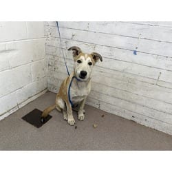 Photo of Brad, adoptable German Shepherd Dog in San Bernardino, California