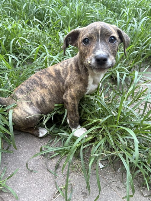 Photo of Romulus, adoptable Unknown breed in Mcclellanville, South Carolina