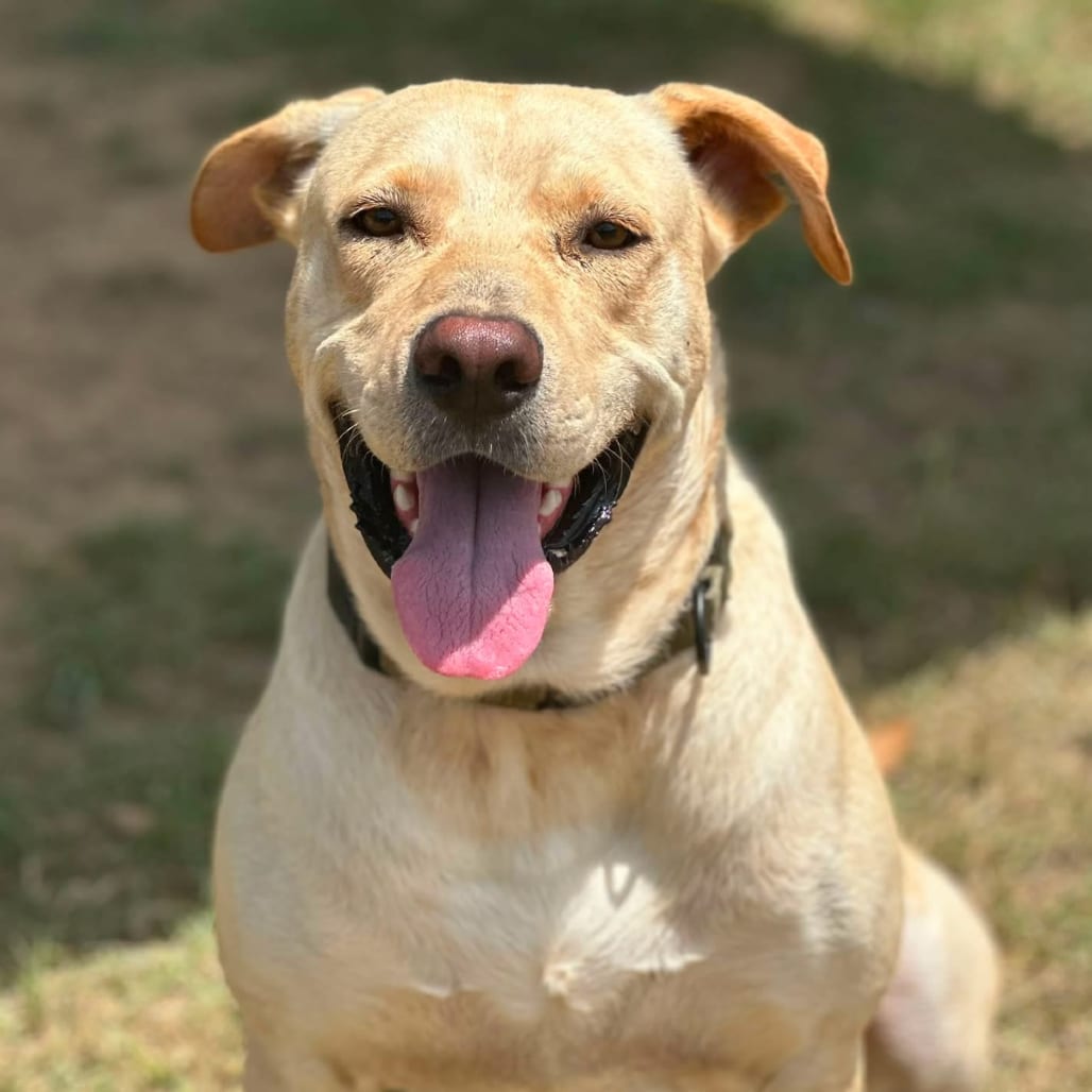 Photo of Teddy, adoptable Retriever, Golden / Mixed Breed (Medium) in Marshall, Texas