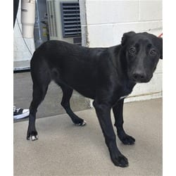 Photo of Aubrey, adoptable Flat-Coated Retriever in San Bernardino, California