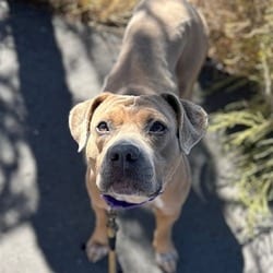 Photo of Pancake, adoptable American Staffordshire Terrier in Aurora, Colorado