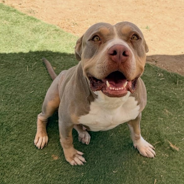 Photo of Maple Ray, adoptable Terrier, Pit Bull / Terrier, American Staffordshire in California, California