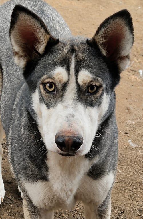 Photo of Mask, adoptable Siberian Husky in Visalia, California