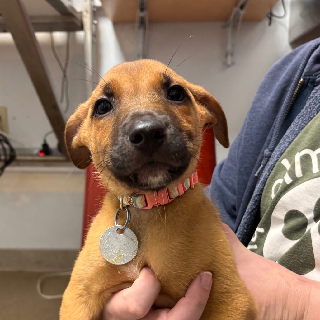 Photo of Ace, adoptable Terrier in Brookfield, Wisconsin