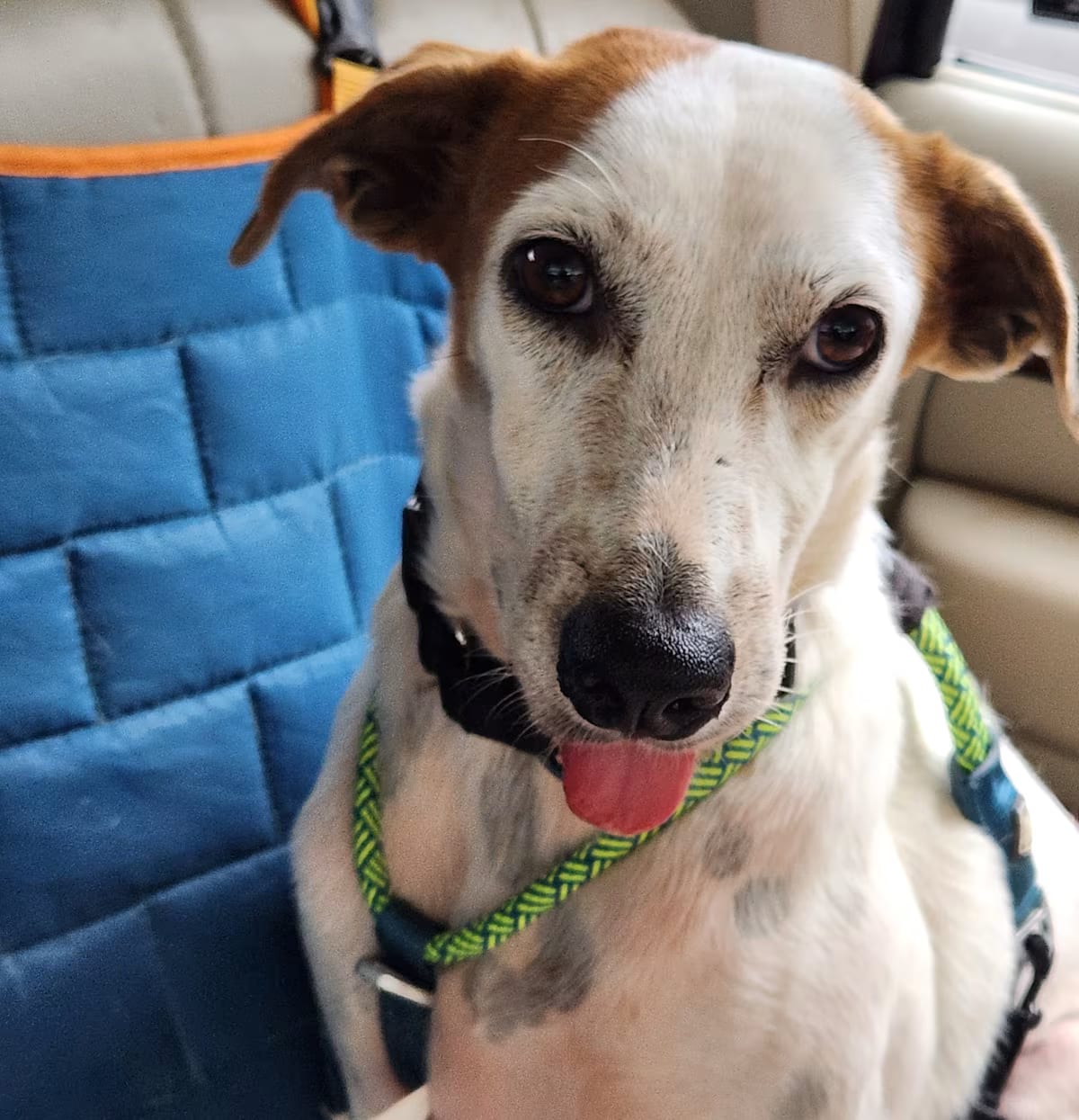 Photo of Lita, adoptable Pointer/English Pointer in White Plains, New York