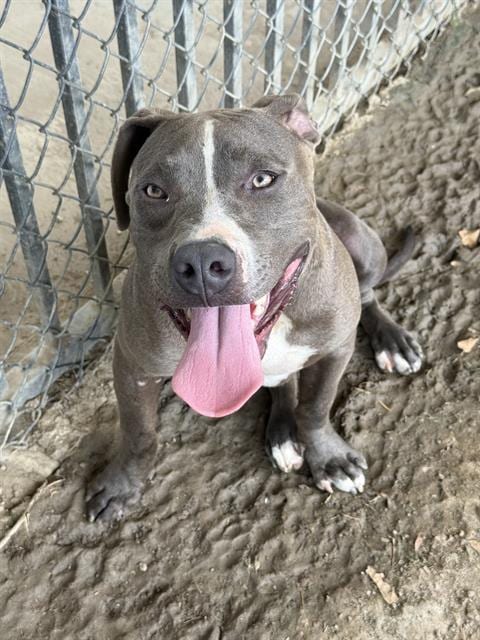 Photo of Kobi, adoptable Pit Bull Terrier in Riverside, California