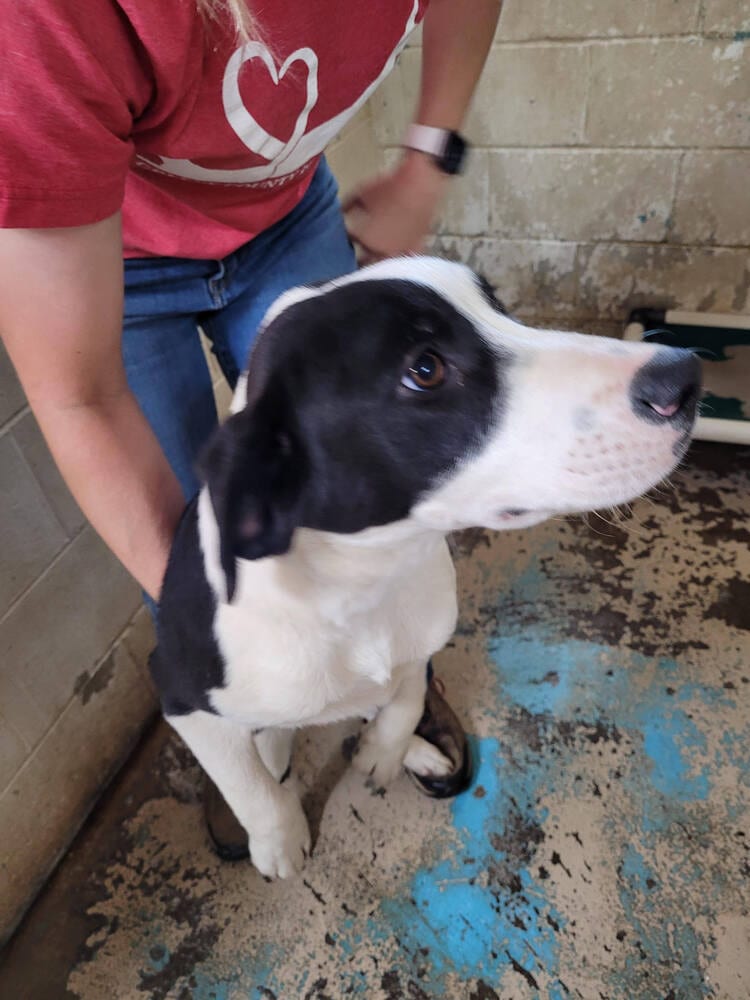 Photo of Spade, adoptable Labrador Retriever in Linton, Indiana