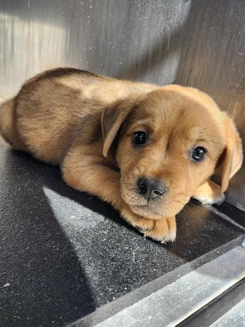 Photo of Hickory, adoptable Labrador Retriever in San Antonio, Texas