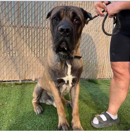 Photo of Bam, adoptable Cane Corso Mastiff in Goodyear, Arizona