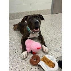 Photo of Boogie, adoptable American Pit Bull Terrier in Brighton, Colorado