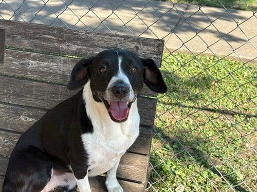 Photo of Sprinkles, adoptable Pit Bull Terrier in Tulsa, Oklahoma