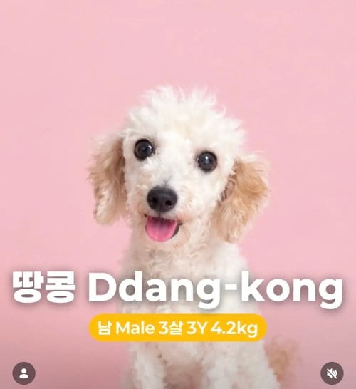 Photo of Ddang-Kong, adoptable Cockapoo in Agoura Hills, California