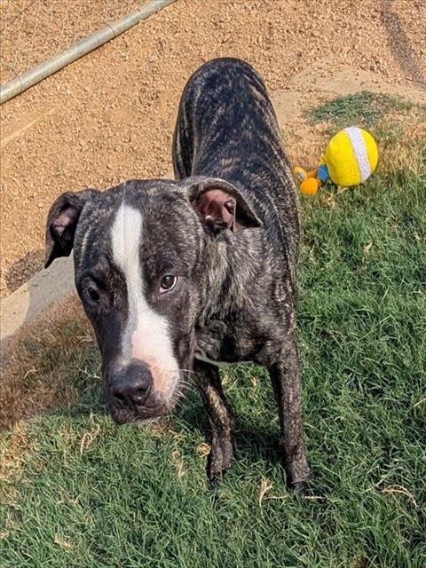 Photo of Jason, adoptable Plott Hound in Plano, Texas