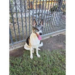 Photo of Bells, adoptable German Shepherd Dog in Jurupa Valley, California