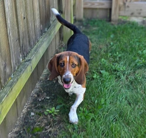 Photo of Hank 9-2026, adoptable Basset Hound in Brookville, Ohio